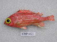 藏品(棘鱗魚)的圖片